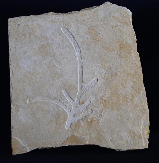 Brachyphyllum nepos SAPORTA 1884 - Bild &copy; FossNet FossilienStore